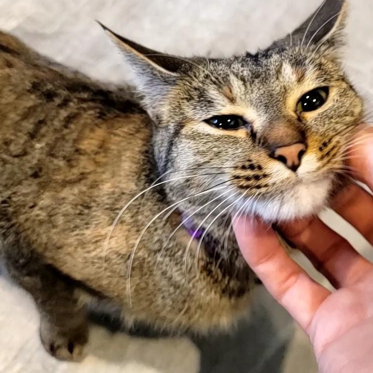 Becca, adopted, Young Female Domestic Short Hair.