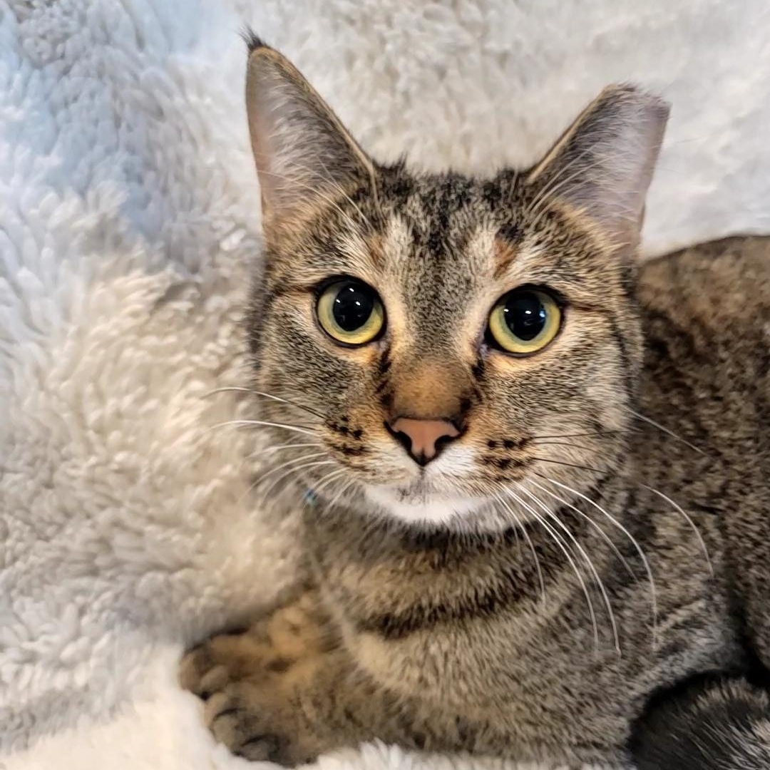 Enlarge Becca, an adopted Domestic Short Hair in Saint Paul, MN image 3/4