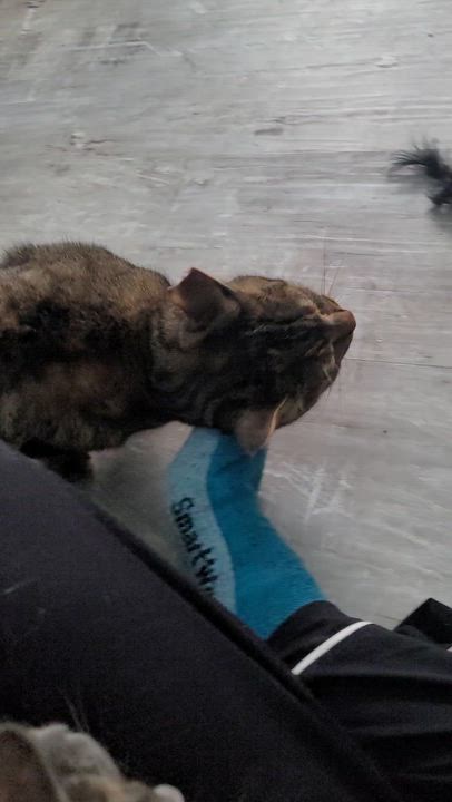 Enlarge Becca, an adopted Domestic Short Hair in Saint Paul, MN video 2/4