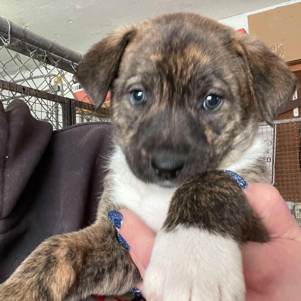 Enlarge Hazel, a Adoptable Mixed Breed in Philadelphia, PA image 2/6