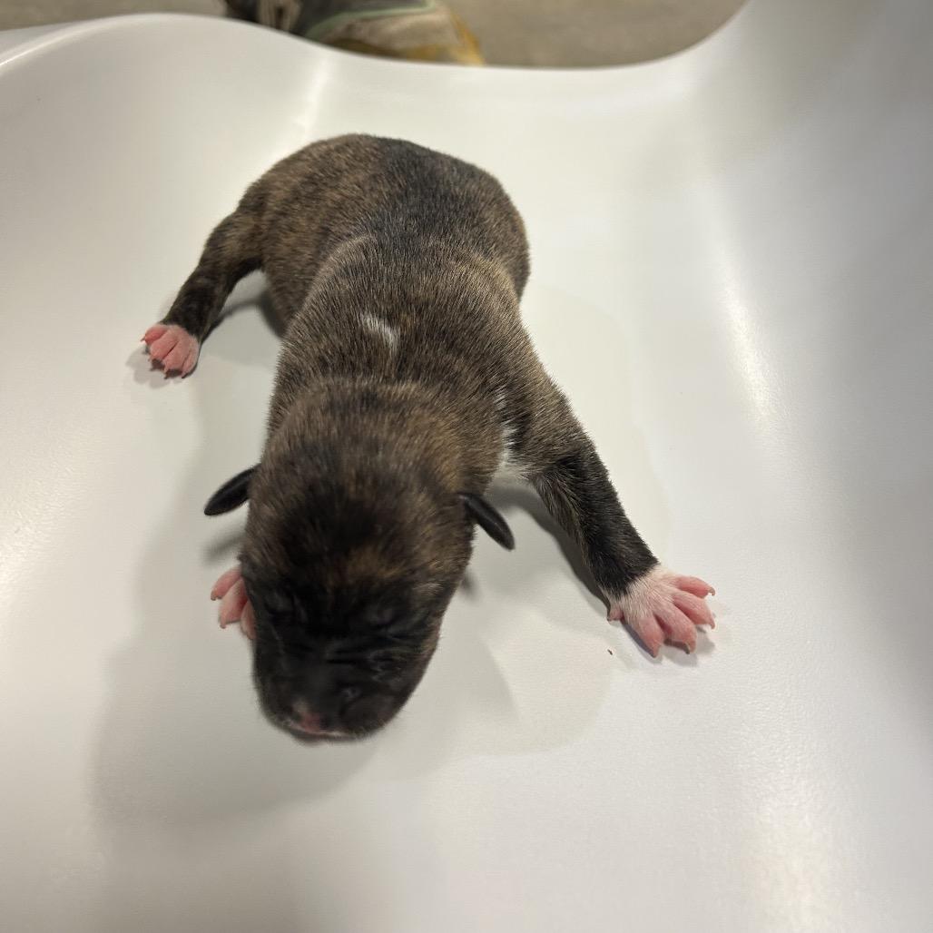 Enlarge Hazel, a Adoptable Mixed Breed in Philadelphia, PA image 3/6