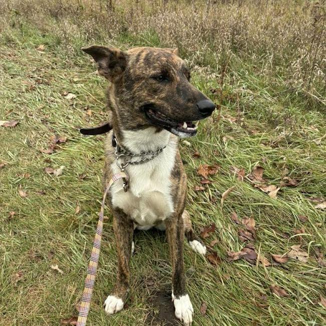 Enlarge Hazel, a Adoptable Mixed Breed in Philadelphia, PA image 4/6