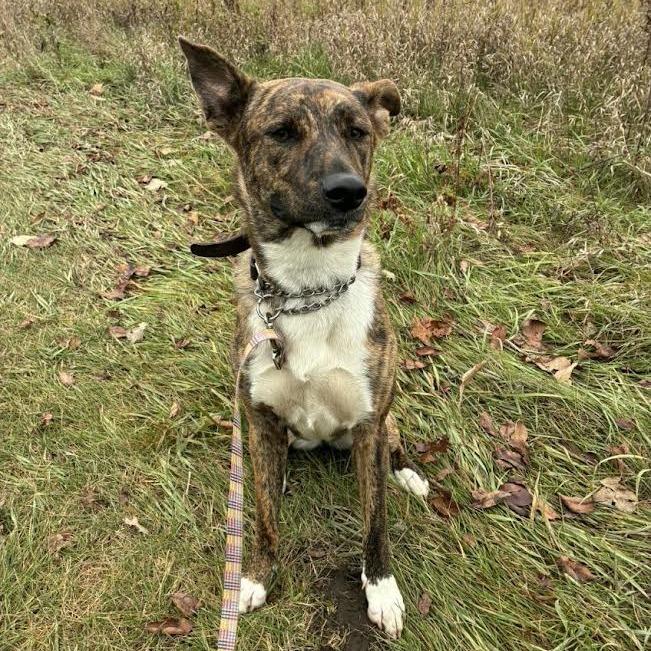 Enlarge Hazel, a Adoptable Mixed Breed in Philadelphia, PA image 5/6