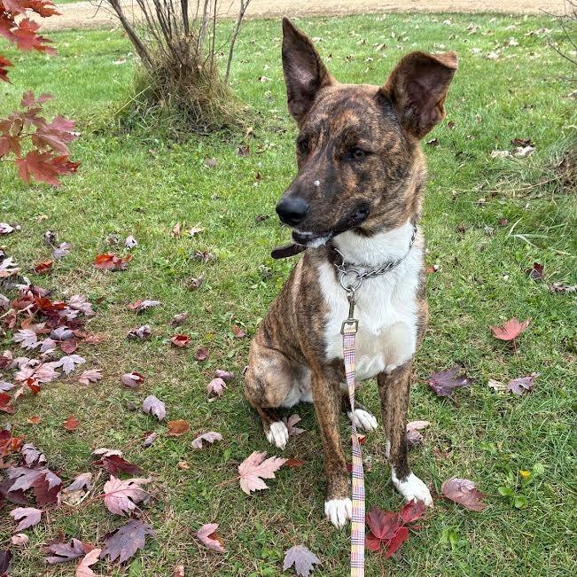 Enlarge Hazel, a Adoptable Mixed Breed in Philadelphia, PA image 6/6