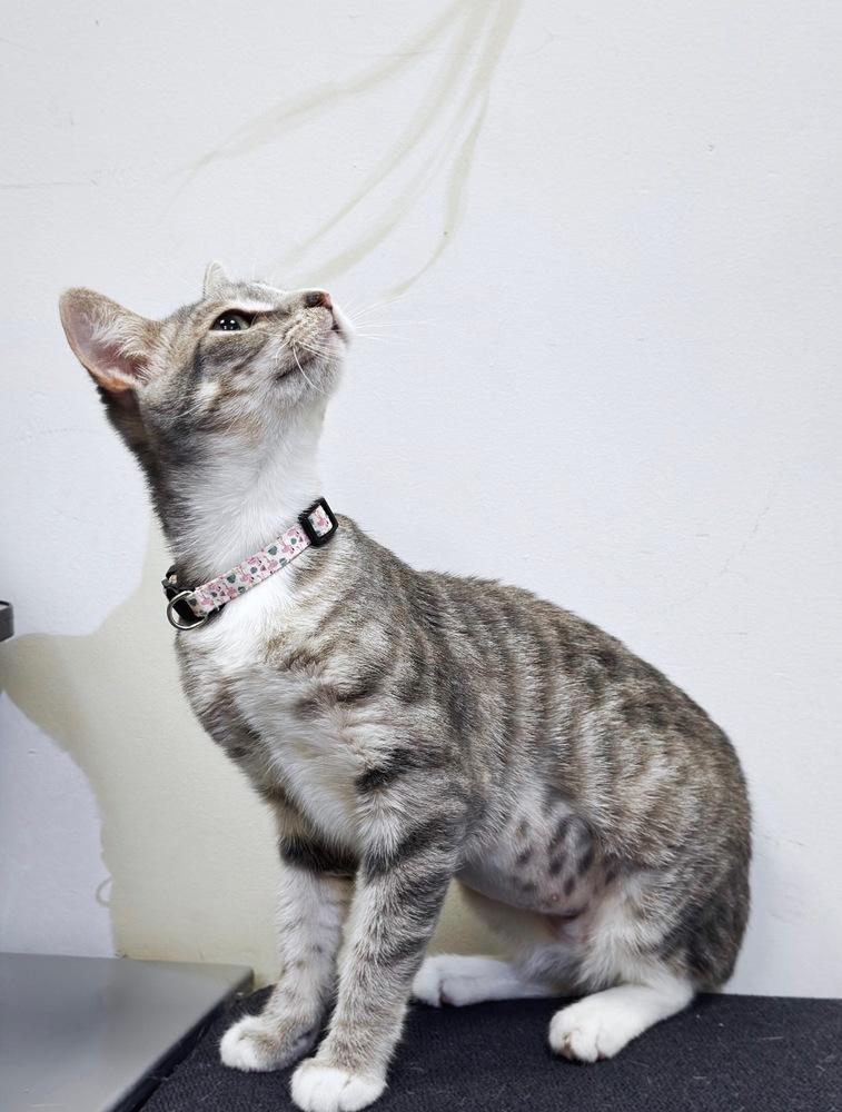Enlarge Arista, a Adoptable mixed breed in Deland, FL image 1/5