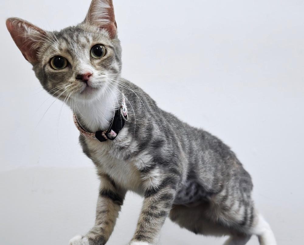 Enlarge Arista, a Adoptable mixed breed in Deland, FL image 2/5