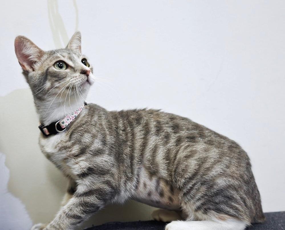 Enlarge Arista, a Adoptable mixed breed in Deland, FL image 4/5