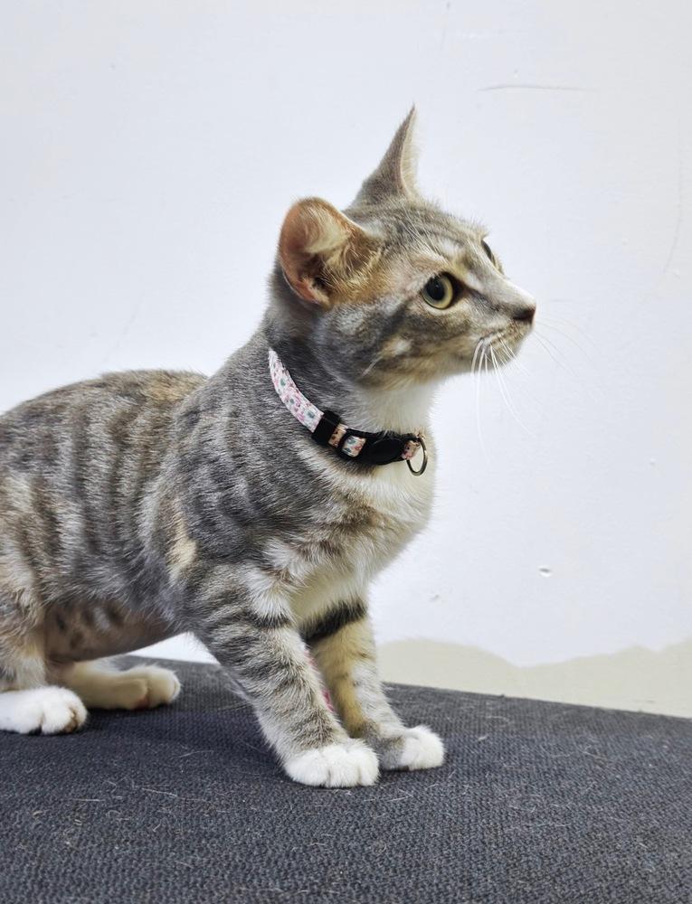 Enlarge Arista, a Adoptable mixed breed in Deland, FL image 5/5
