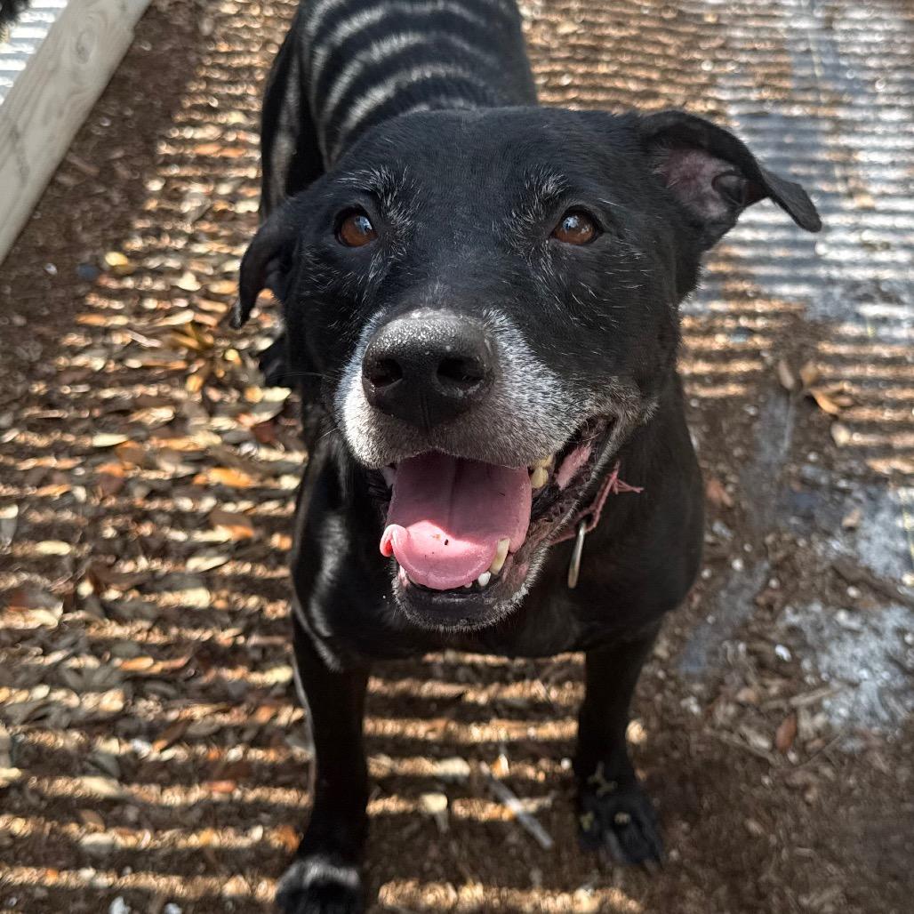 Hera, a Adoptable Mixed Breed in West Palm Beach, FL image 1/6