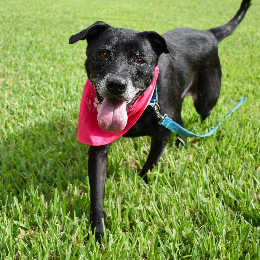 Hera, a Adoptable Mixed Breed in West Palm Beach, FL image 2/6