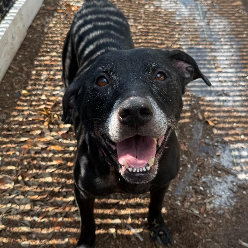 Hera, a Adoptable Mixed Breed in West Palm Beach, FL image 3/6