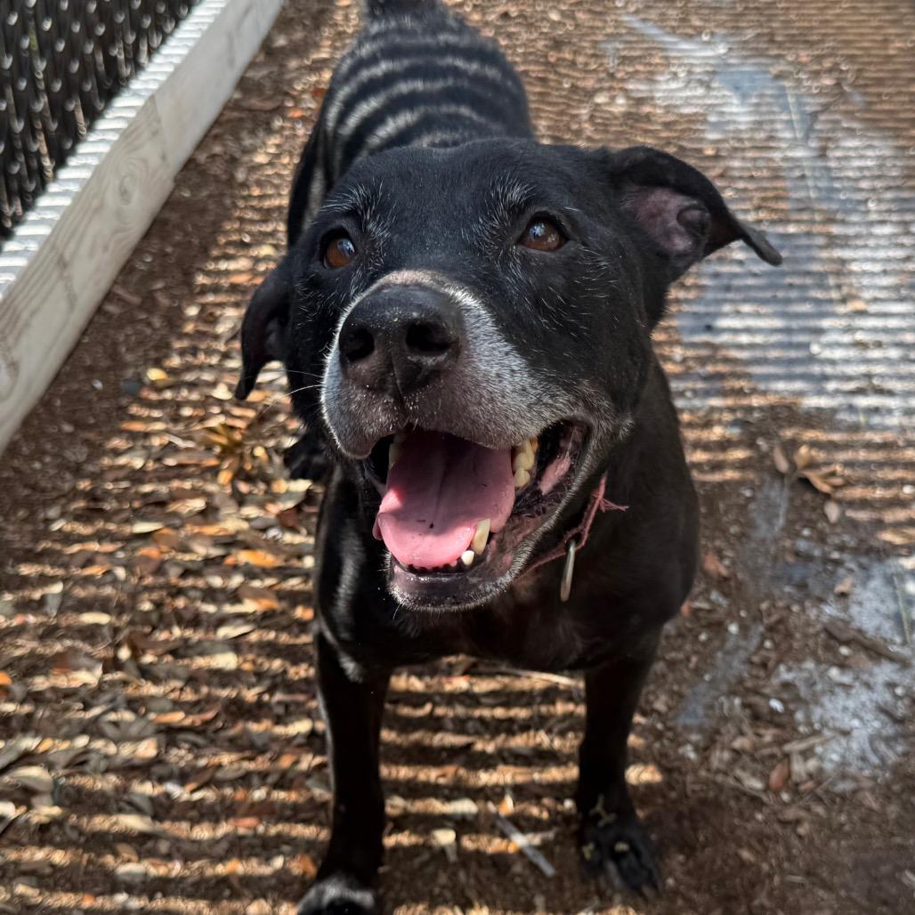 Hera, a Adoptable Mixed Breed in West Palm Beach, FL image 4/6