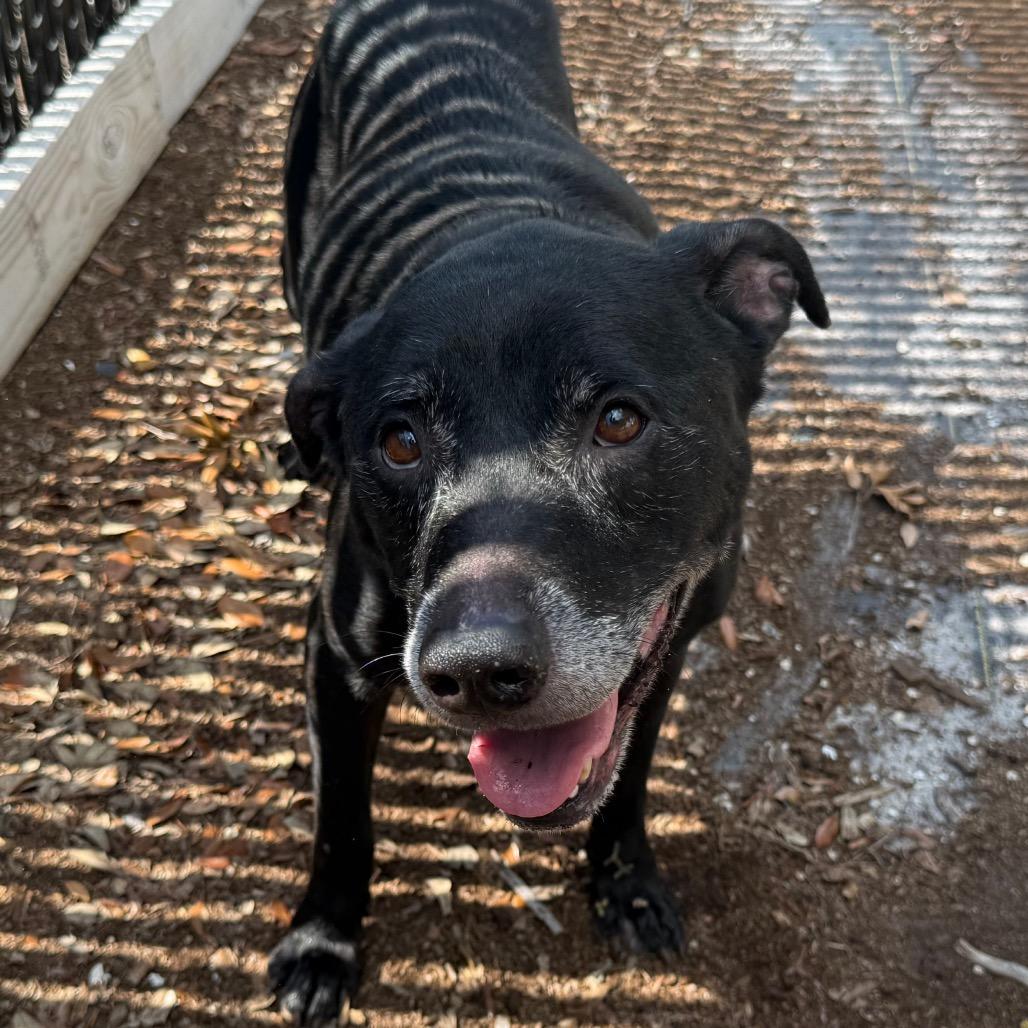 Hera, a Adoptable Mixed Breed in West Palm Beach, FL image 5/6