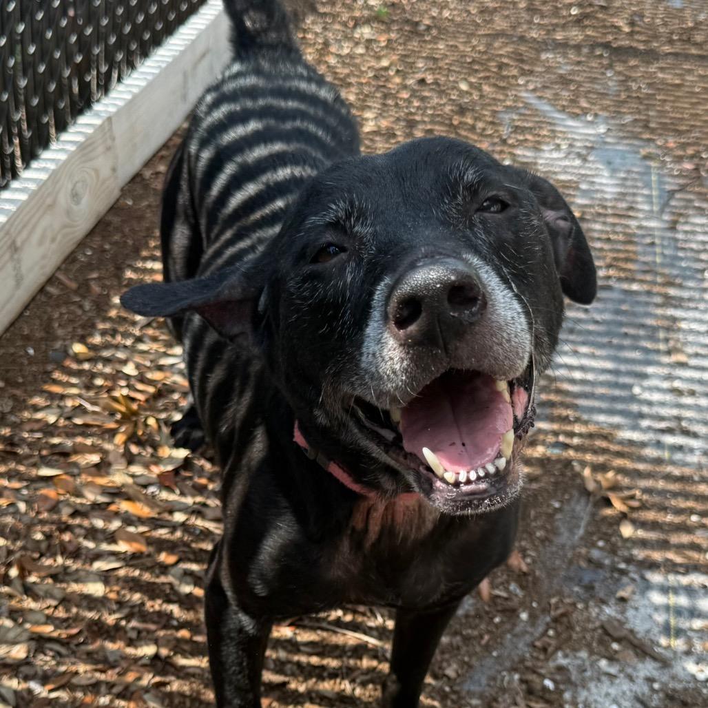 Hera, a Adoptable Mixed Breed in West Palm Beach, FL image 6/6