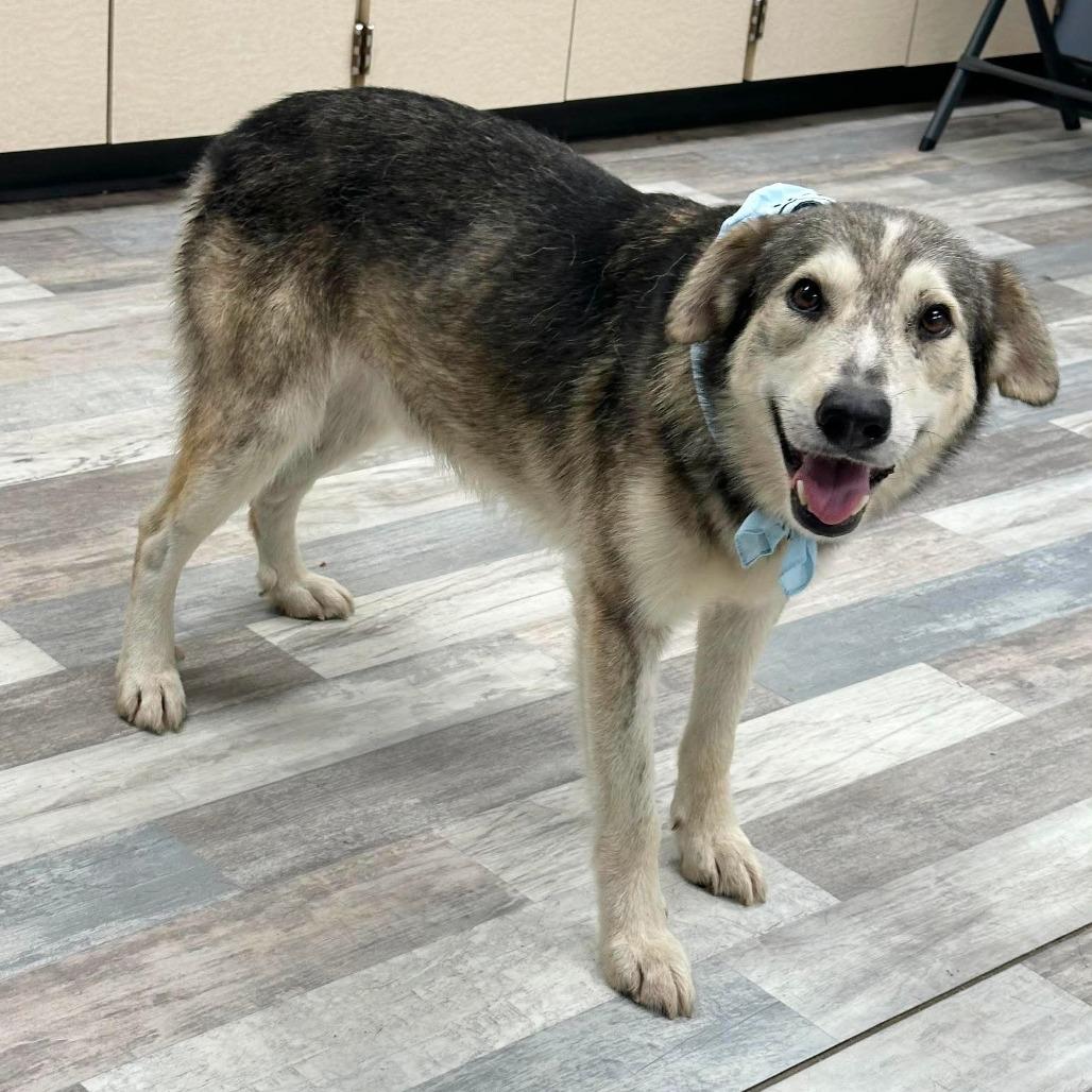 Enlarge Koa, a Adoptable Husky in Lufkin, TX image 1/6