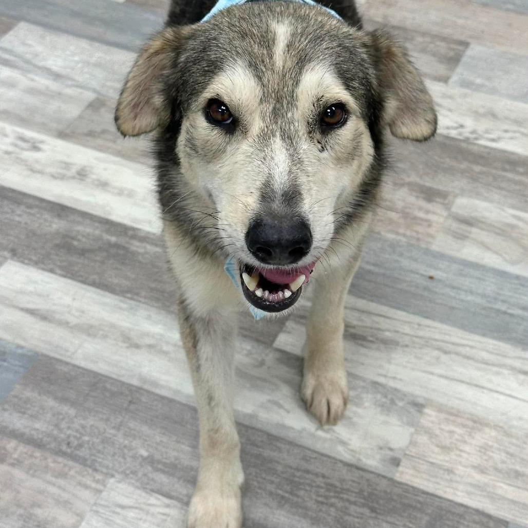 Enlarge Koa, a Adoptable Husky in Lufkin, TX image 2/6