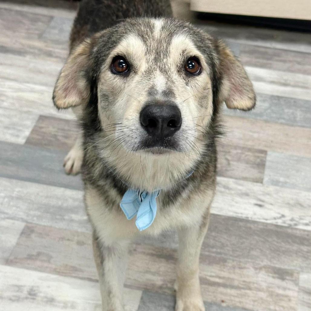 Enlarge Koa, a Adoptable Husky in Lufkin, TX image 3/6
