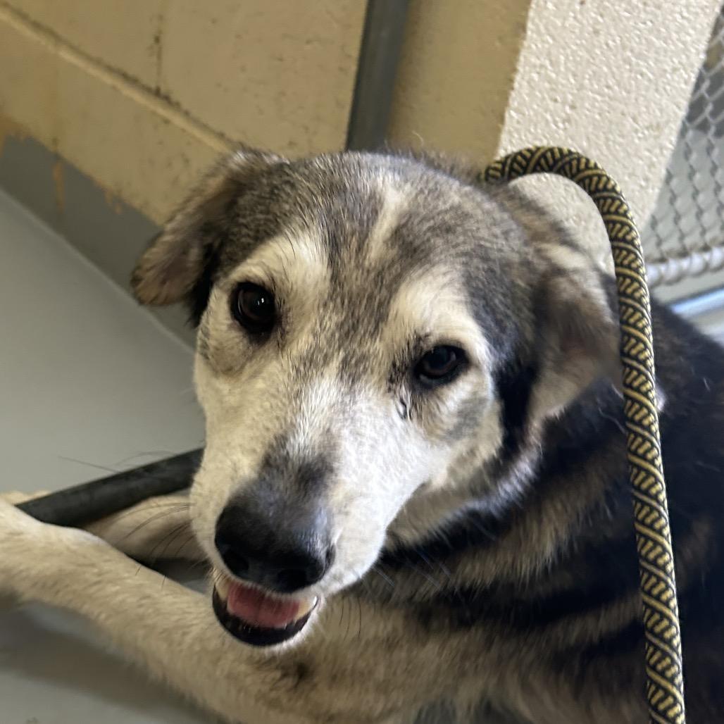 Enlarge Koa, a Adoptable Husky in Lufkin, TX image 4/6