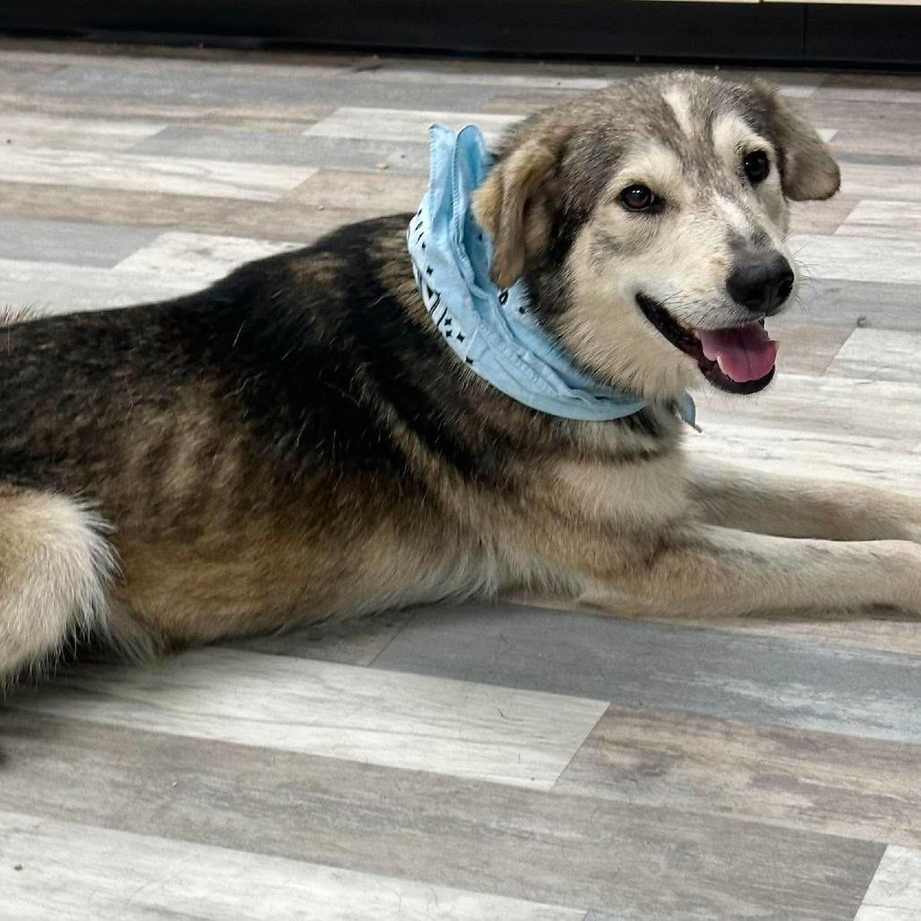 Enlarge Koa, a Adoptable Husky in Lufkin, TX image 5/6