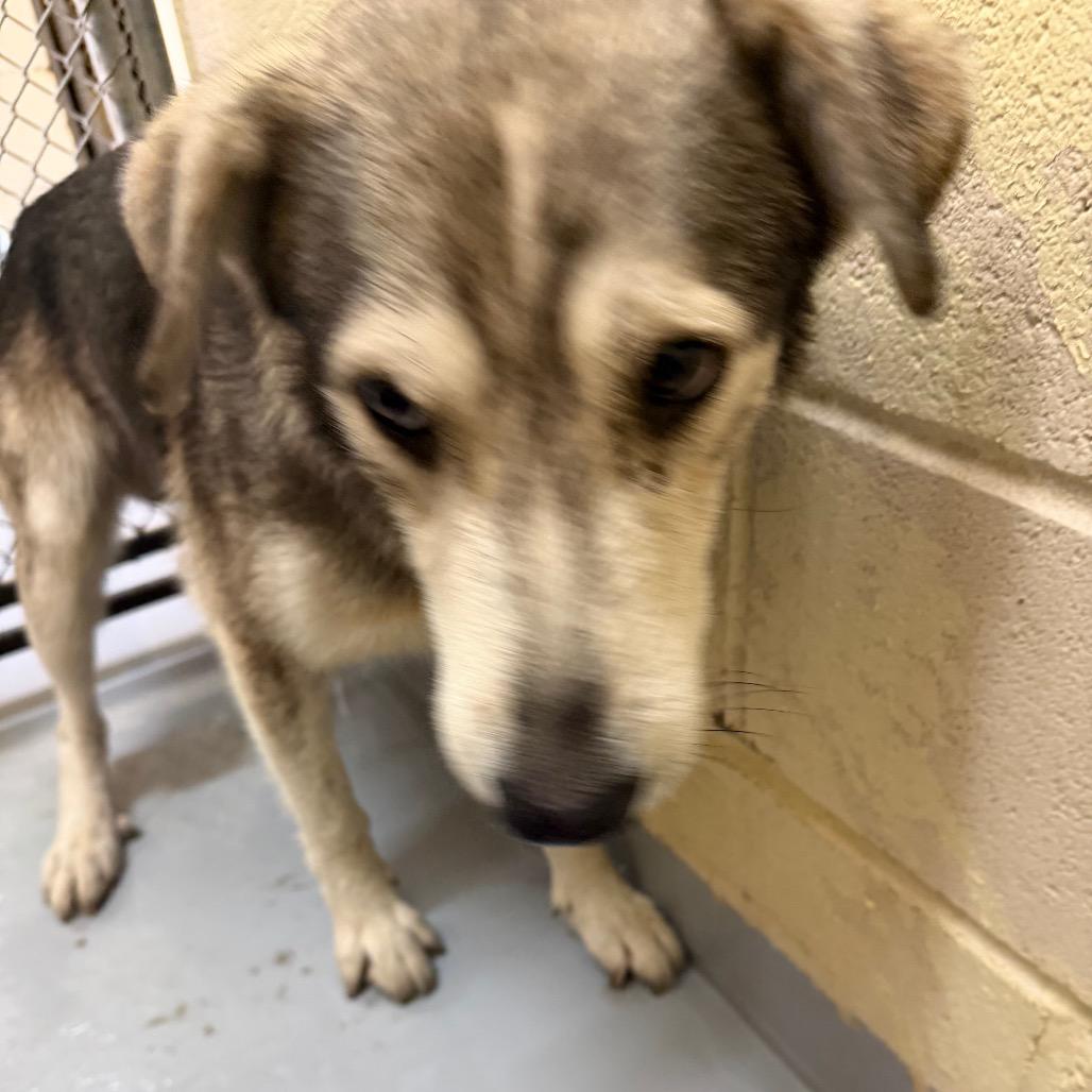 Enlarge Koa, a Adoptable Husky in Lufkin, TX image 6/6