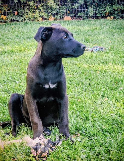 Georgia, Adoptable, Puppy Female Shepherd & Black Labrador Retriever.