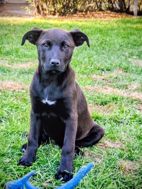 Enlarge Georgia, a Adoptable mixed breed in Riverton, WY image 2/2
