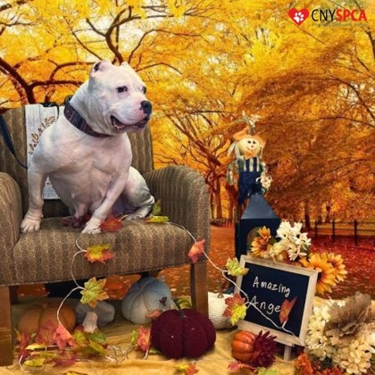 Amazing Angel Lyn, Adoptable, Senior Female Pit Bull Terrier.