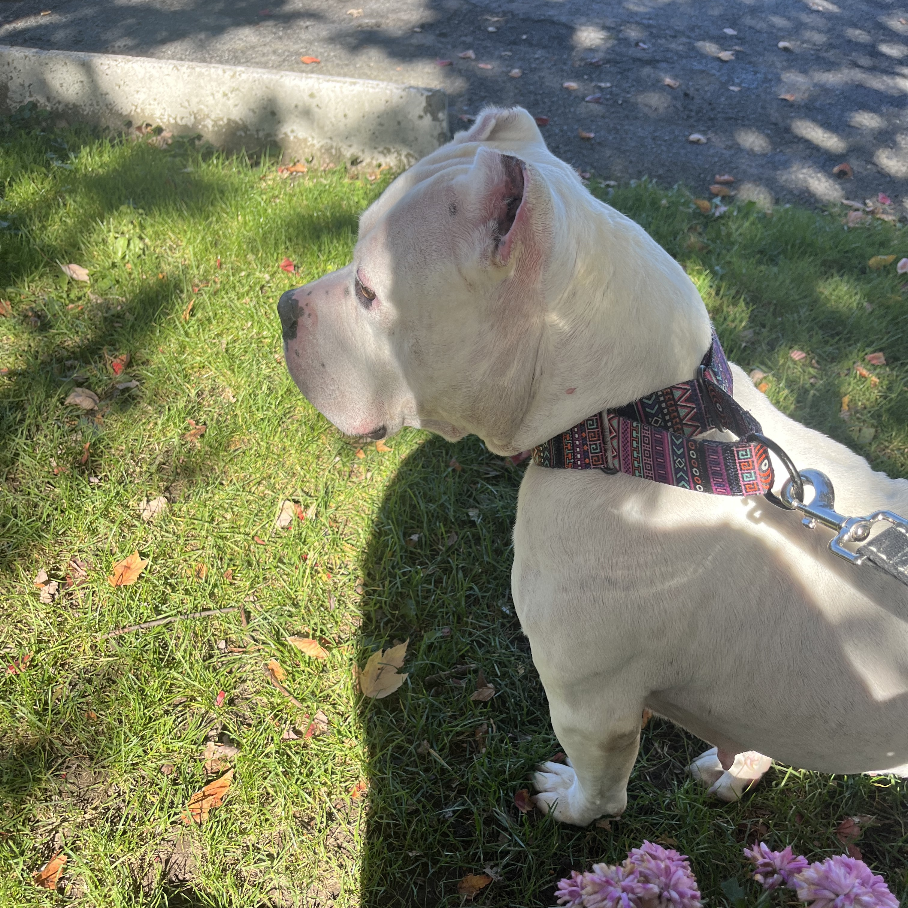 Amazing Angel Lyn, an adoptable Pit Bull Terrier in Syracuse, NY, 13211 | Photo Image 4