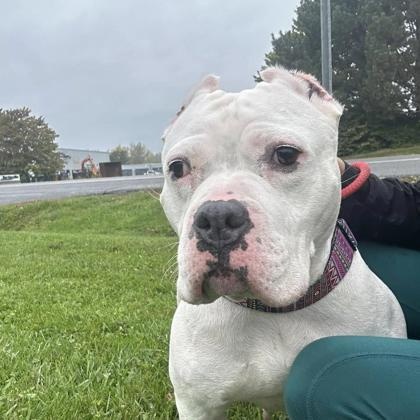 Amazing Angel Lyn, an adoptable Pit Bull Terrier in Syracuse, NY, 13211 | Photo Image 2