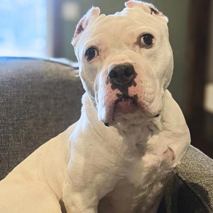 Amazing Angel Lyn, Adoptable, Senior Female Pit Bull Terrier.