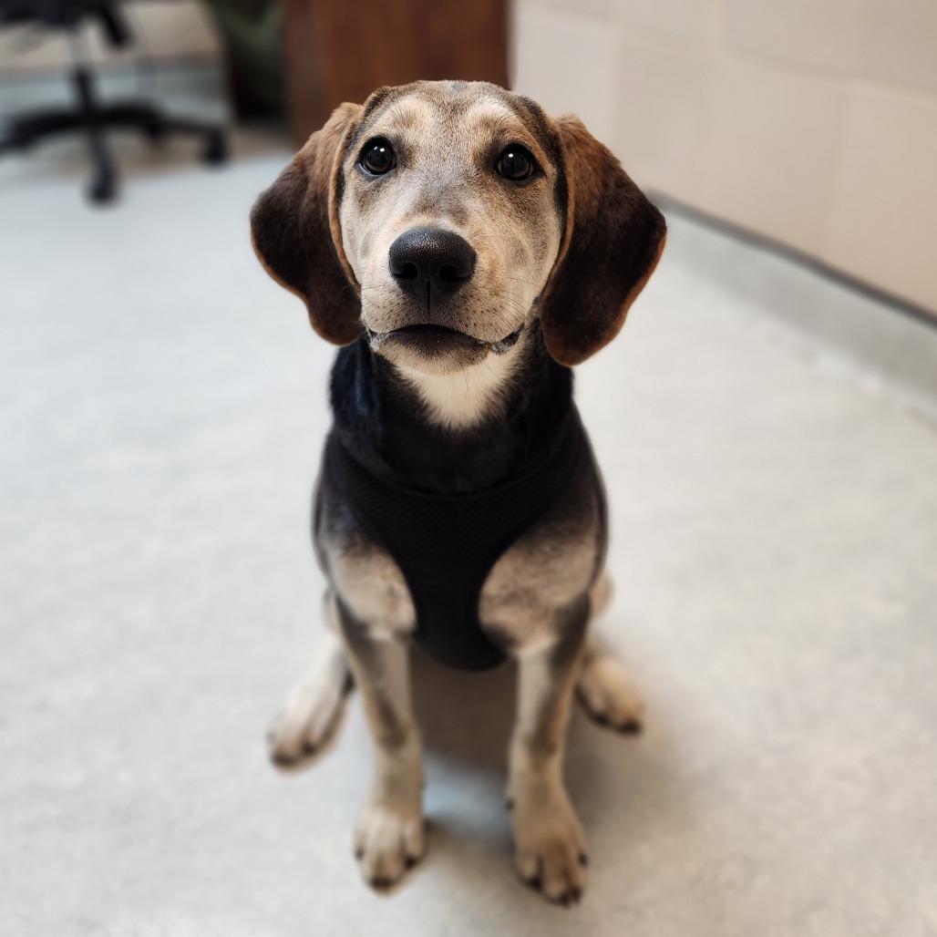 Cheese, Adoptable, Young Female Labrador Retriever & Treeing Walker Coonhound.