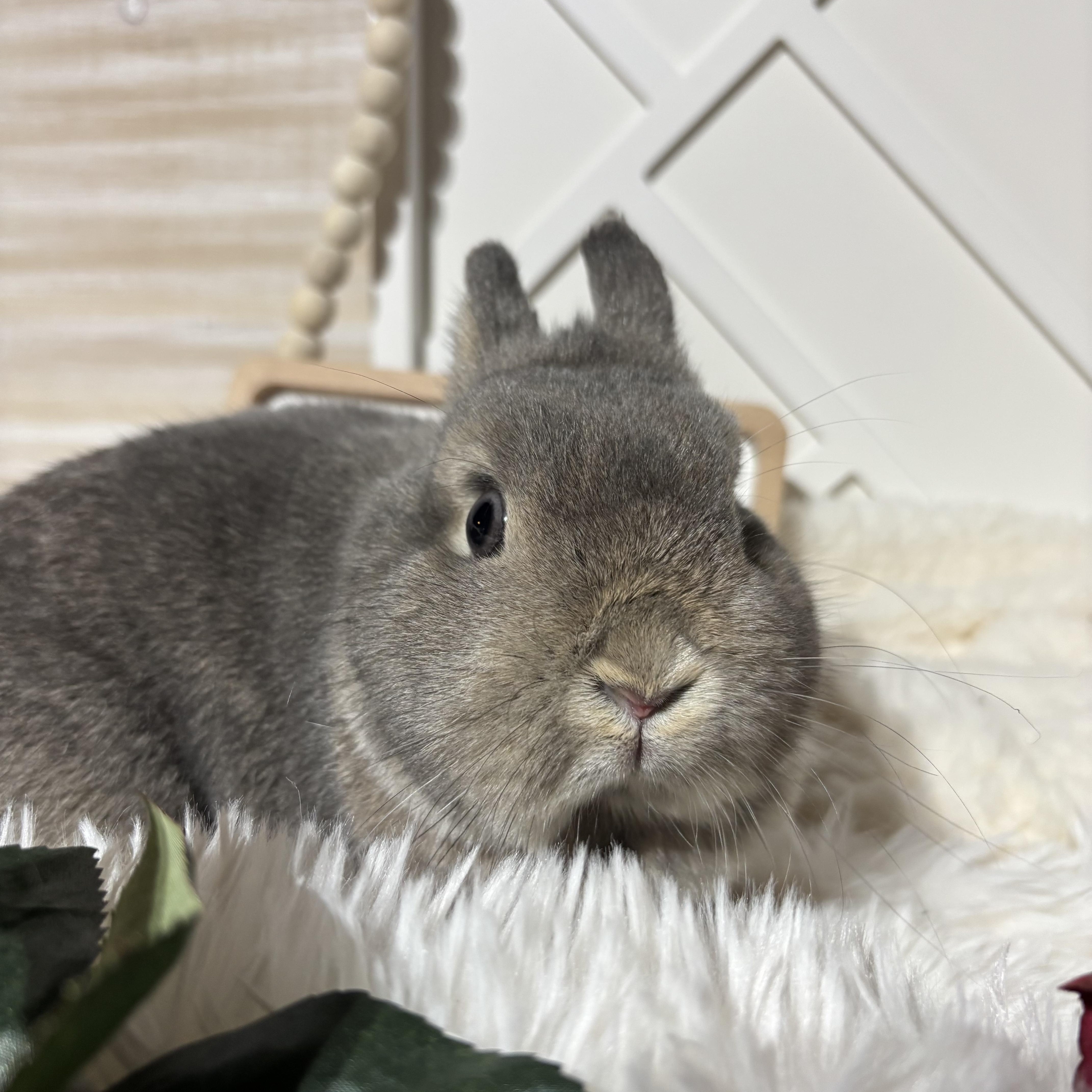 Ally: video!!, a ADOPTABLE Netherland Dwarf in Edinburg, PA image 4/6