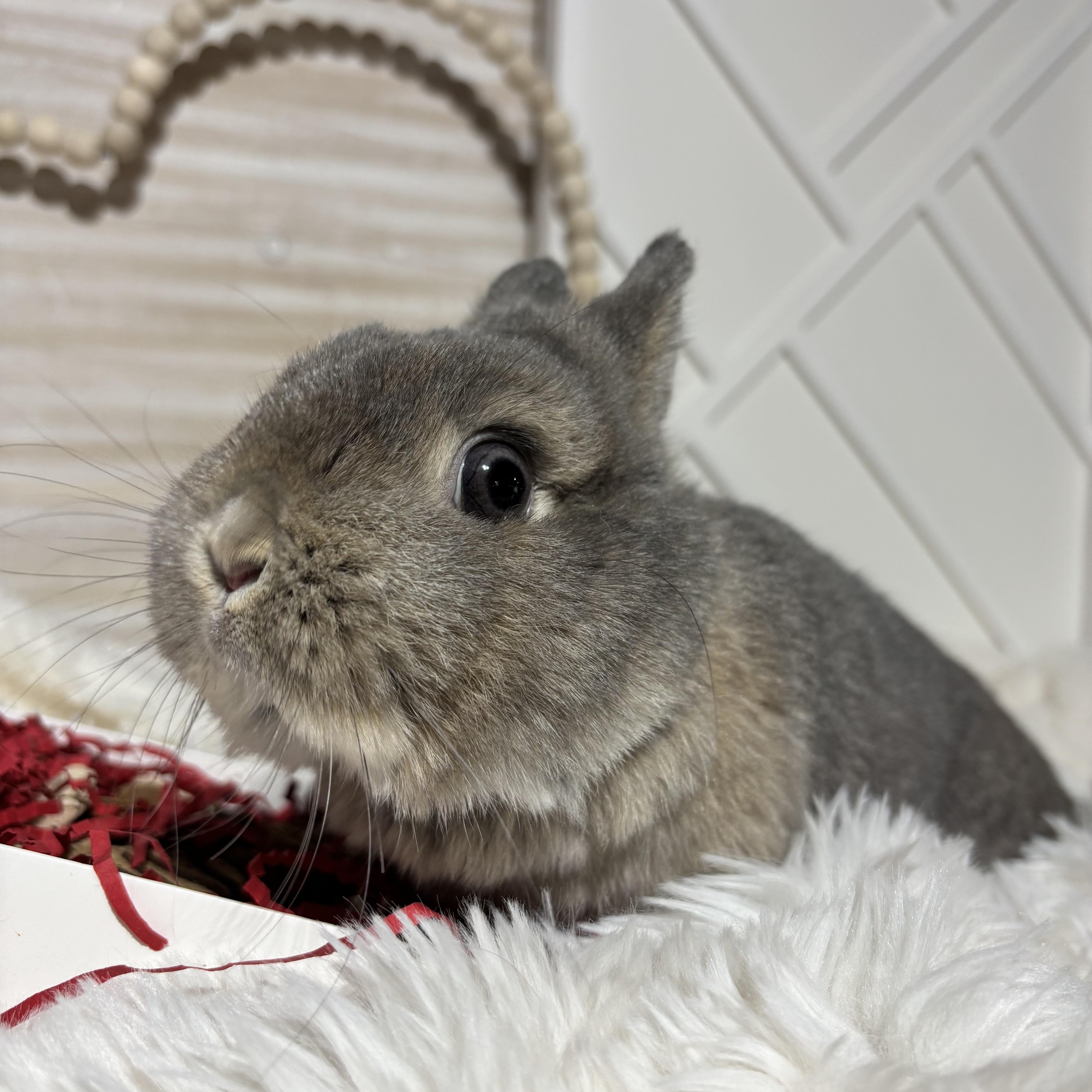 Ally: video!!, a ADOPTABLE Netherland Dwarf in Edinburg, PA image 5/6