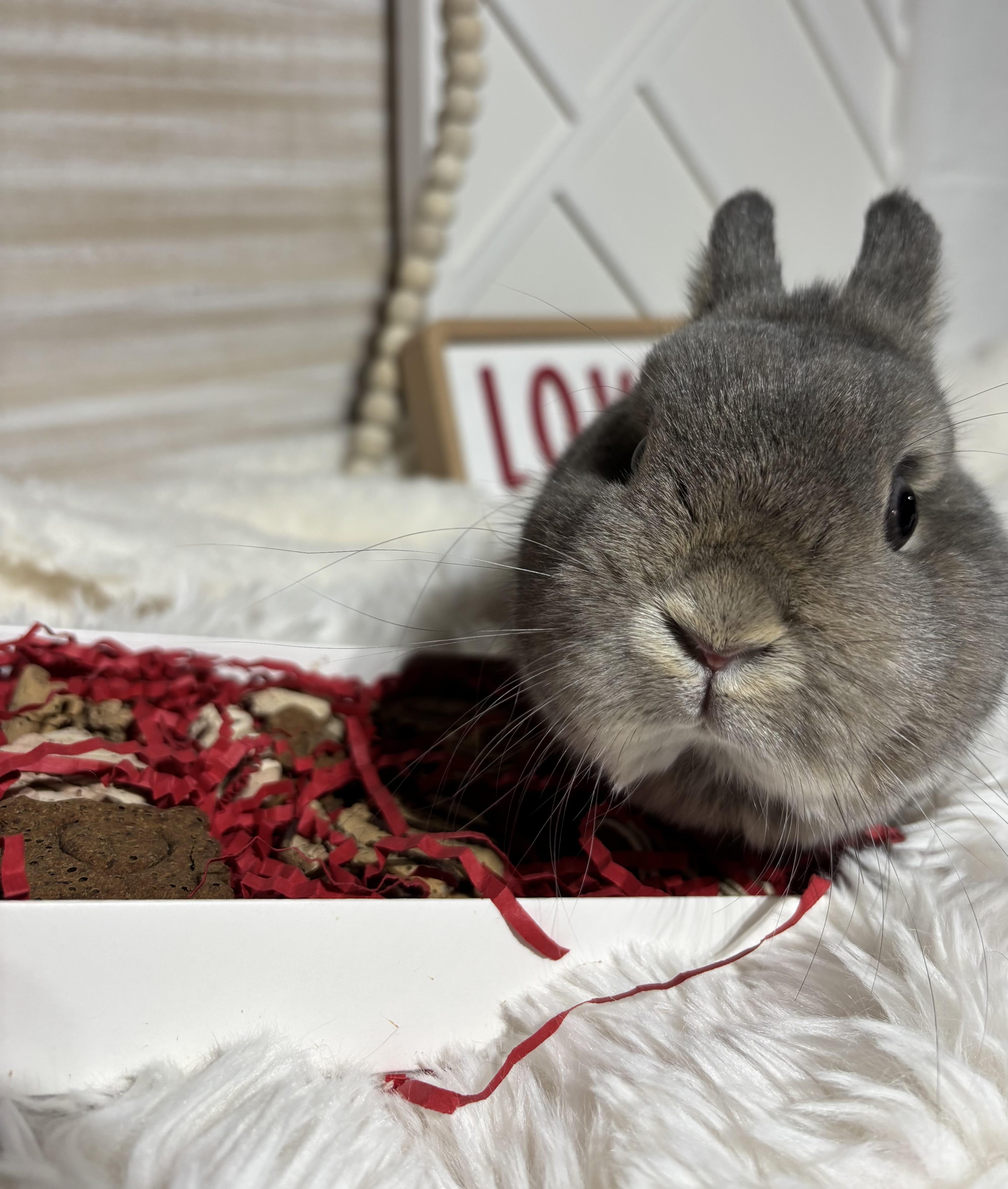 Ally: video!!, a ADOPTABLE Netherland Dwarf in Edinburg, PA image 3/6