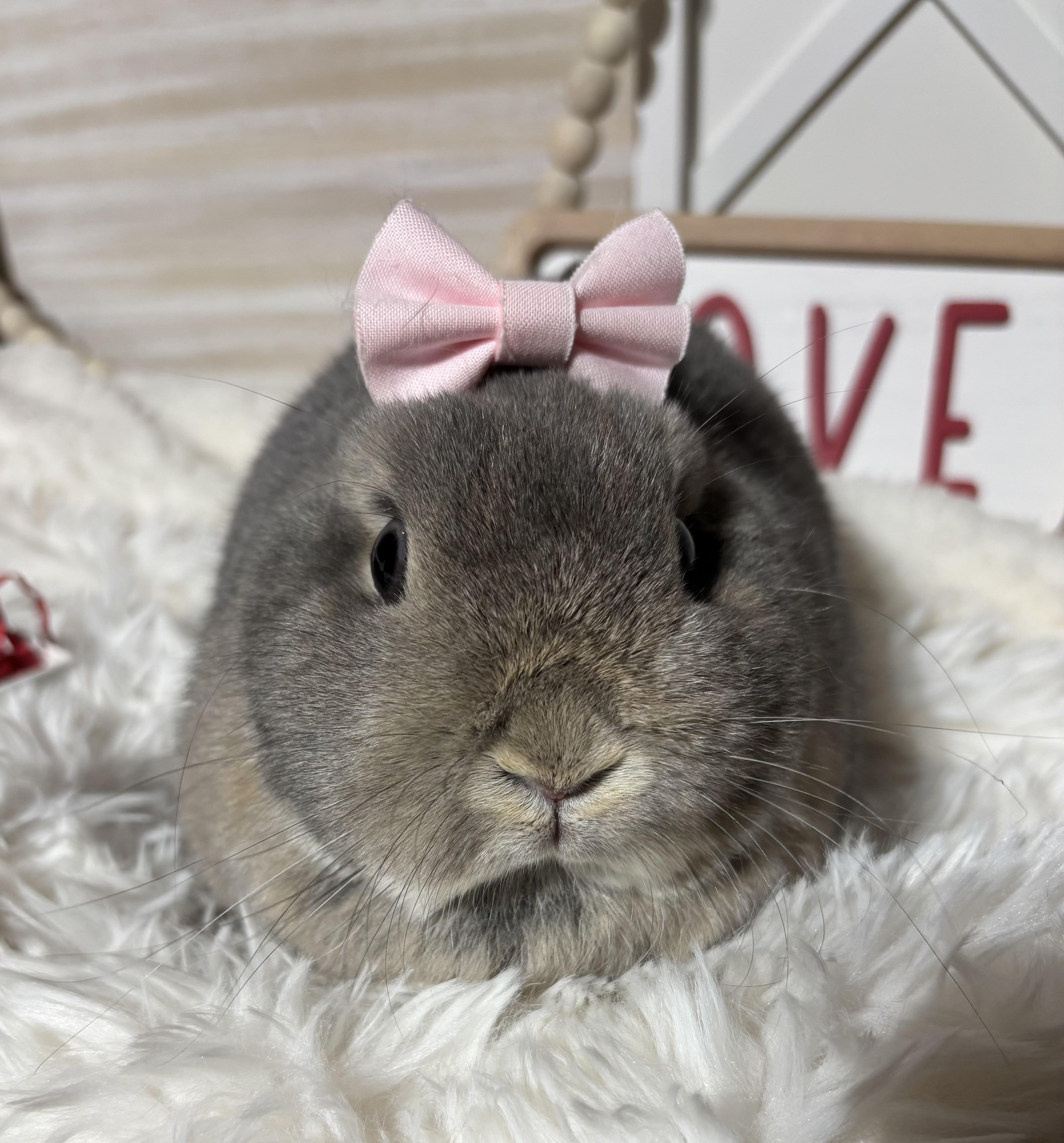 Ally: video!!, a ADOPTABLE Netherland Dwarf in Edinburg, PA image 1/6