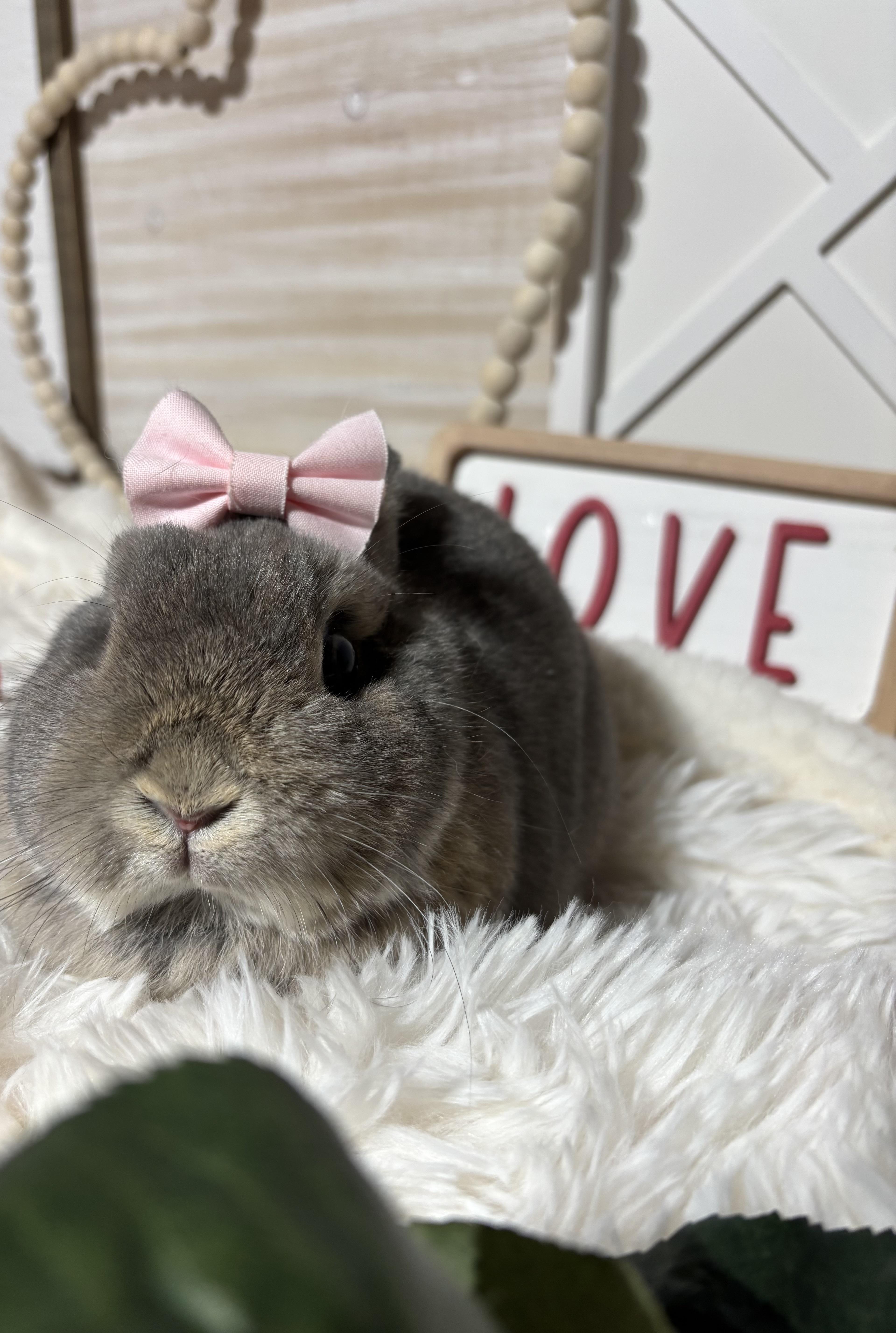 Ally: video!!, a ADOPTABLE Netherland Dwarf in Edinburg, PA image 6/6
