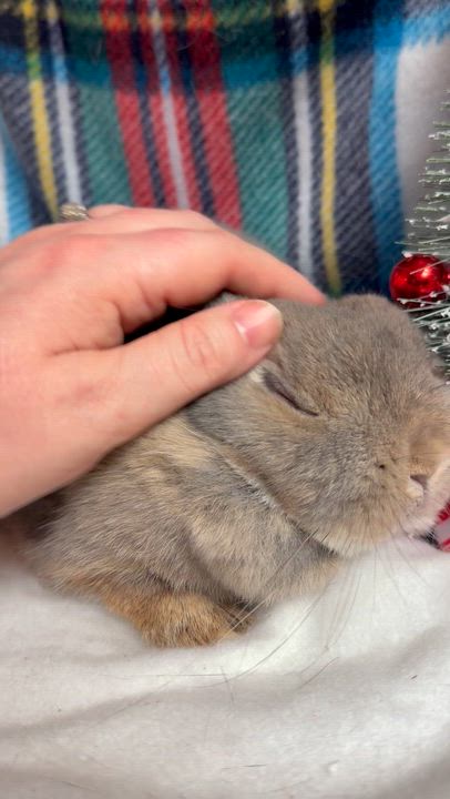 Enlarge Ally: video!!, a ADOPTABLE Netherland Dwarf in Edinburg, PA video 2/6