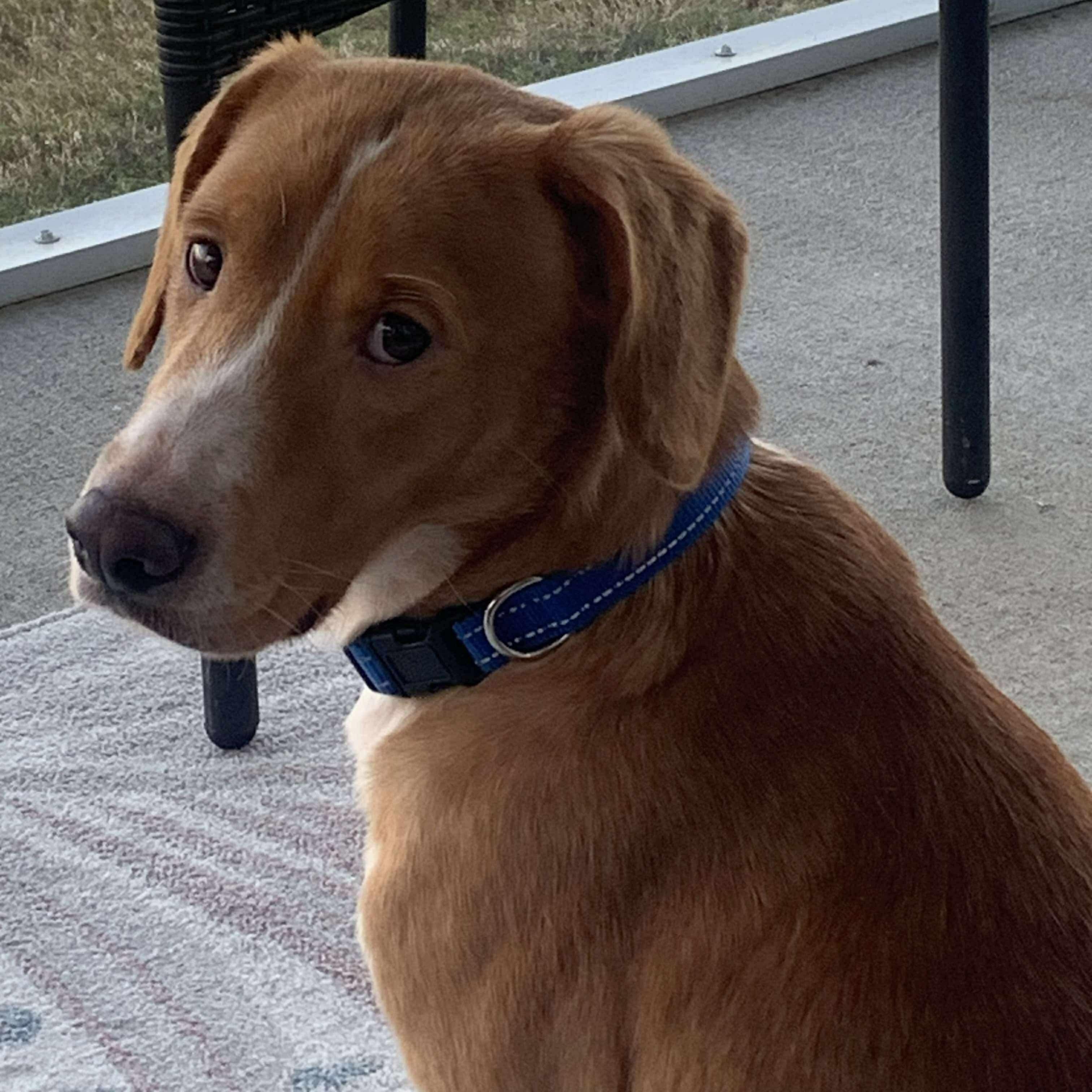 Enlarge Auggie, an adopted mixed breed in Wando, SC image 1/3