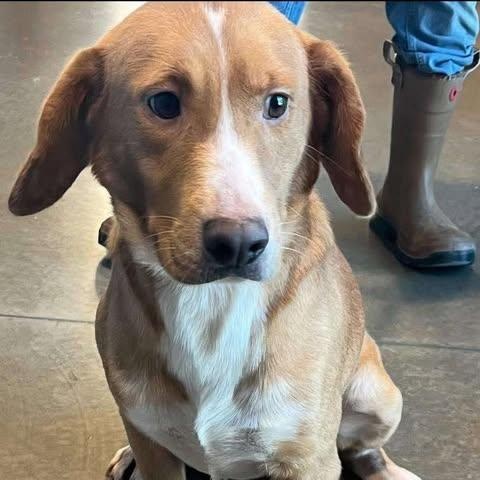 Enlarge Auggie, an adopted mixed breed in Wando, SC image 2/3