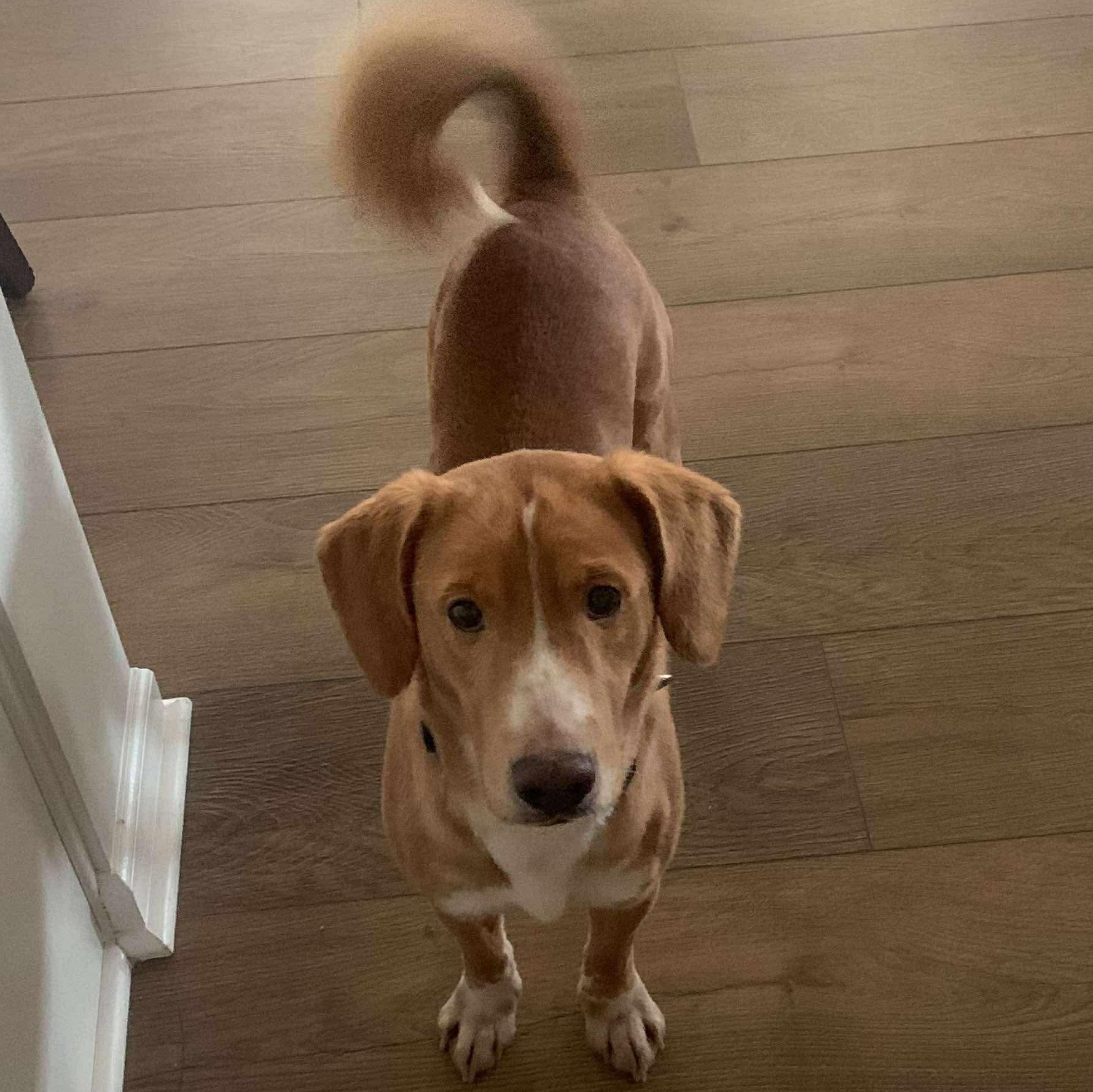 Enlarge Auggie, an adopted mixed breed in Wando, SC image 3/3