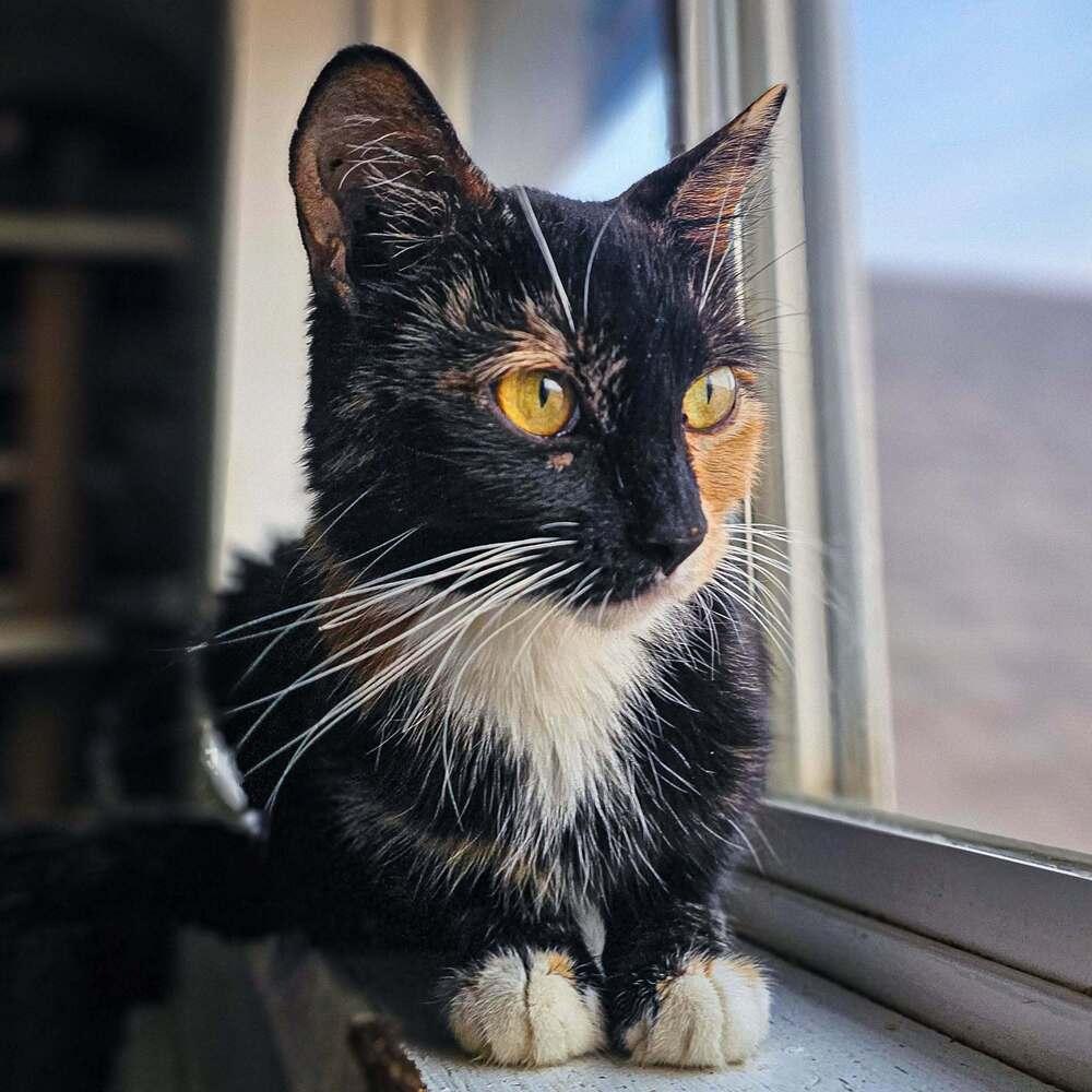 Commander, Adoptable, Adult Female Domestic Short Hair.