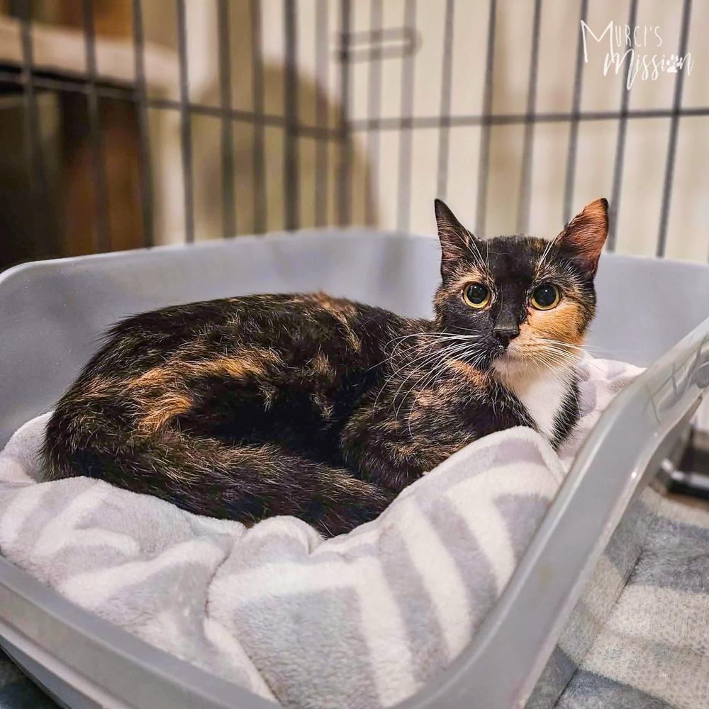 Enlarge Commander, a Adoptable mixed breed in Spokane , WA image 2/2