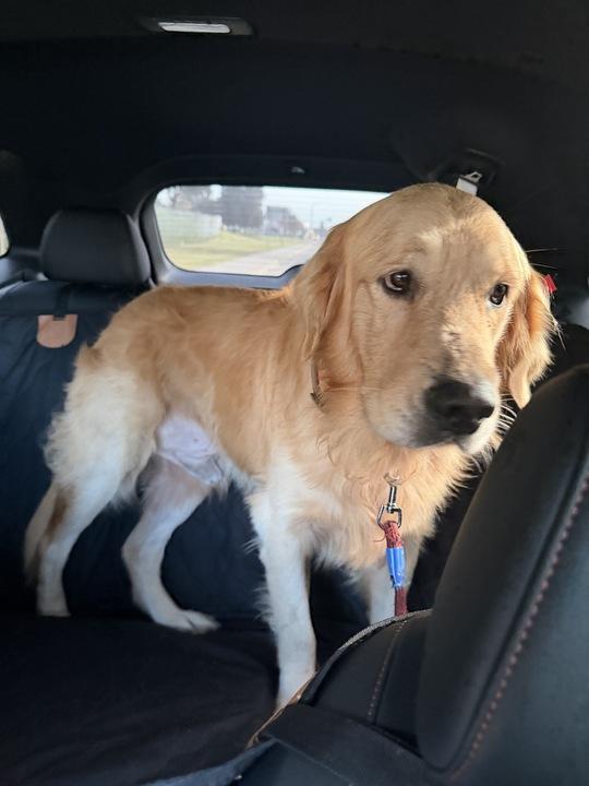 Benji, adopted, Adult Male Golden Retriever.