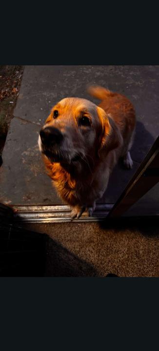 Enlarge Benji, an adopted Golden Retriever in San Rafael, CA image 2/3