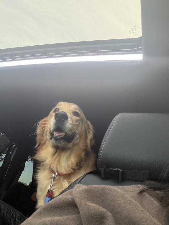 Enlarge Benji, an adopted Golden Retriever in San Rafael, CA image 3/3