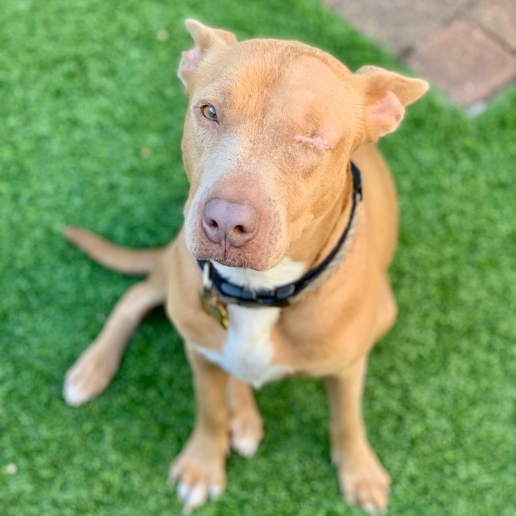 Enlarge Shakira, a Adoptable mixed breed in Houston, TX image 1/4