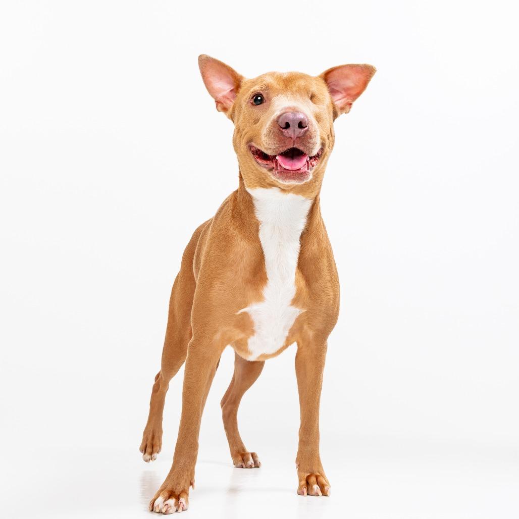 Shakira, Adoptable, Young Female Pit Bull Terrier.