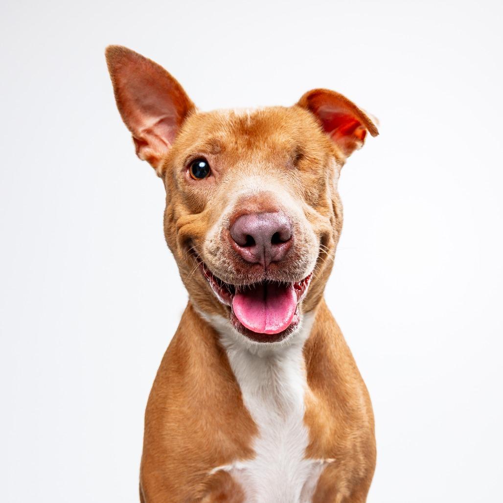 Enlarge Shakira, a Adoptable mixed breed in Houston, TX image 3/4