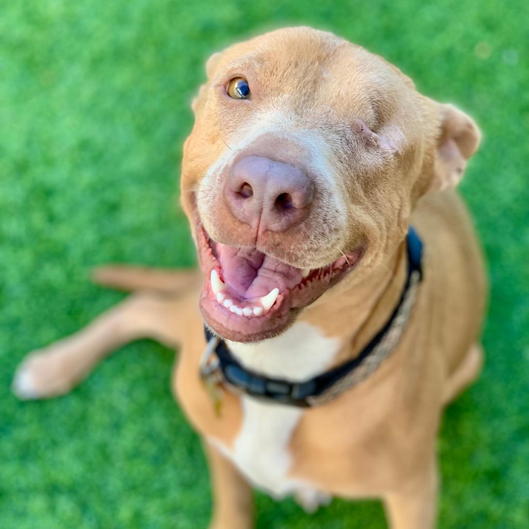 Shakira, a Adoptable mixed breed in Houston, TX image 2/4