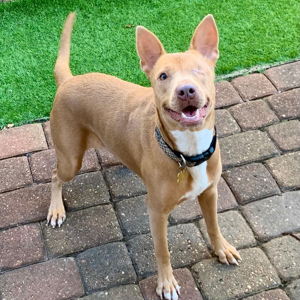 Enlarge Shakira, a Adoptable mixed breed in Houston, TX image 4/4